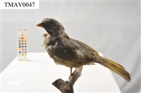 藏品(白環鸚嘴鵯)的圖片